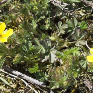 Photographie n°1488387 du taxon Potentilla verna L.