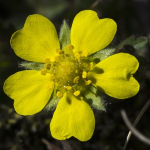 Photographie n°1488390 du taxon Potentilla verna L.