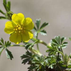 Photographie n°1488395 du taxon Potentilla verna L.