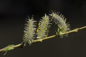 Jean-Jacques Houdré, le 29 mars 2017 (Bas-en-Basset (Vallée de l'Ance en amont d'Ancette))