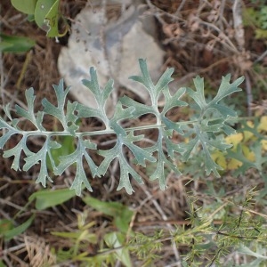  - Tanacetum cinerariifolium (Trevir.) Sch.Bip. [1844]