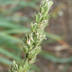 Photographie n°1488631 du taxon Dactylis glomerata L. [1753]