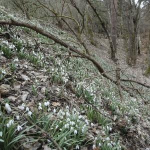 Photographie n°1488936 du taxon Galanthus nivalis L.