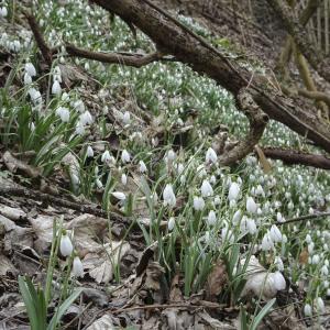 Photographie n°1488964 du taxon Galanthus nivalis L.