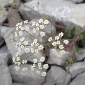 Photographie n°1489209 du taxon Ptychotis saxifraga (L.) Loret & Barrandon [1876]