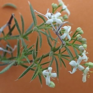 Photographie n°1489258 du taxon Galium pumilum Murray [1770]