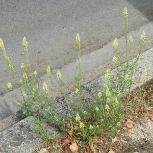 Photographie n°1489568 du taxon Reseda lutea L. [1753]