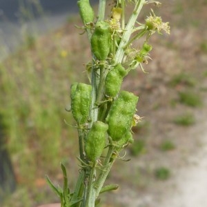 Photographie n°1489574 du taxon Reseda lutea L. [1753]