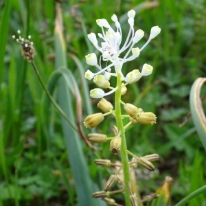 Botryanthus charrelii (Halácsy & Nadji) Halácsy (Muscari à toupet)