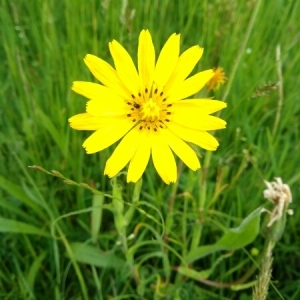 Photographie n°1491455 du taxon Tragopogon pratensis L. [1753]