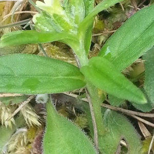 Photographie n°1491769 du taxon Lithospermum officinale L. [1753]