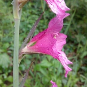 Photographie n°1491925 du taxon Gladiolus communis L. [1753]