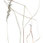  Florent Beck - Pseudarrhenatherum longifolium (Thore) Rouy [1922]