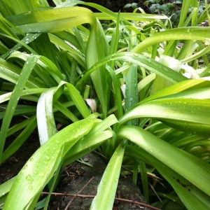 Photographie n°1492367 du taxon Hemerocallis fulva (L.) L. [1762]