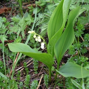 Photographie n°1492615 du taxon Convallaria majalis L. [1753]