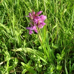 Photographie n°1492618 du taxon Dactylorhiza incarnata (L.) Soó [1962]