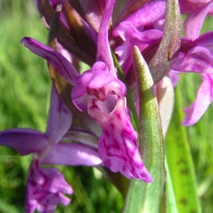 Photographie n°1492625 du taxon Dactylorhiza incarnata (L.) Soó [1962]