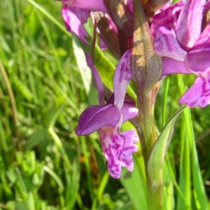 Photographie n°1492628 du taxon Dactylorhiza incarnata (L.) Soó [1962]