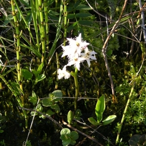 Photographie n°1492629 du taxon Menyanthes trifoliata L. [1753]