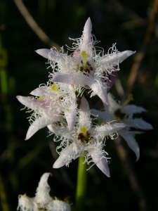 Sylvain Piry, le 16 mai 2005 (Bief-du-Fourg (Tourbière de la Seigne des Ponts))