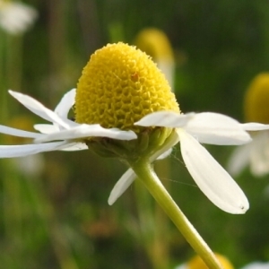 Photographie n°1493390 du taxon Matricaria chamomilla L. [1753]