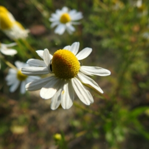 Photographie n°1493391 du taxon Matricaria chamomilla L. [1753]