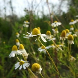 Photographie n°1493392 du taxon Matricaria chamomilla L. [1753]