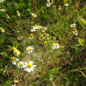 Photographie n°1493393 du taxon Matricaria chamomilla L. [1753]