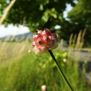 Photographie n°1493405 du taxon Allium vineale L. [1753]