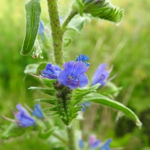 Photographie n°1493409 du taxon Echium vulgare L. [1753]