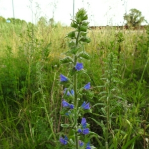 Photographie n°1493410 du taxon Echium vulgare L. [1753]