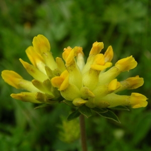 Photographie n°1495554 du taxon Anthyllis vulneraria L. [1753]