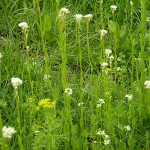 Photographie n°1495581 du taxon Arabis hirsuta (L.) Scop. [1772]