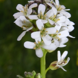 Photographie n°1495584 du taxon Arabis hirsuta (L.) Scop. [1772]