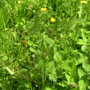 Photographie n°1495588 du taxon Ranunculus acris L. [1753]