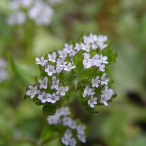 Photographie n°1495707 du taxon Valerianella locusta (L.) Laterr. [1821]