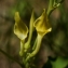 Arthur Sanguet - Aristolochia clematitis L. [1753]