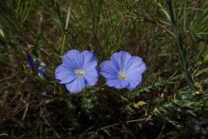 Arthur Sanguet, le 14 mai 2017 (Domaine de Restinclières, 34730 Prades-le-Lez, France)