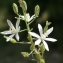  Liliane Roubaudi - Loncomelos narbonensis (L.) Raf.