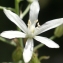  Liliane Roubaudi - Loncomelos narbonensis (L.) Raf.