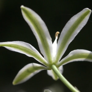  - Loncomelos narbonensis (L.) Raf.