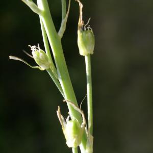 Photographie n°1496013 du taxon Loncomelos narbonensis (L.) Raf.