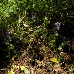 Photographie n°1496900 du taxon Ajuga reptans L. [1753]