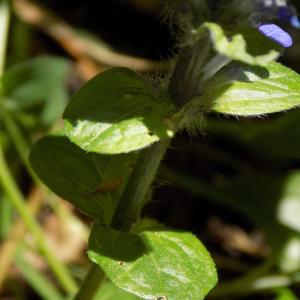 Photographie n°1497321 du taxon Ajuga reptans L. [1753]