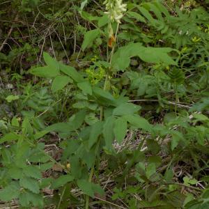 Photographie n°1497586 du taxon Vicia pisiformis L. [1753]