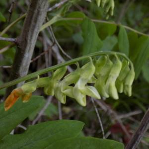 Photographie n°1497587 du taxon Vicia pisiformis L. [1753]