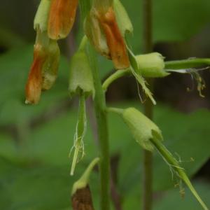 Photographie n°1497588 du taxon Vicia pisiformis L. [1753]