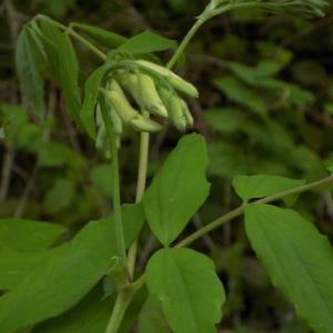  - Vicia pisiformis L. [1753]