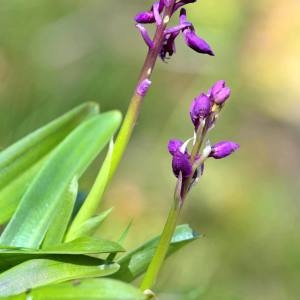 Photographie n°1497941 du taxon Anacamptis laxiflora (Lam.) R.M.Bateman, Pridgeon & M.W.Chase [1997]