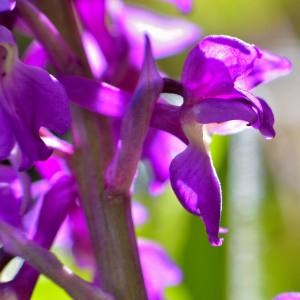 Photographie n°1497979 du taxon Dactylorhiza alpestris (Pugsley) Aver. [1983]
